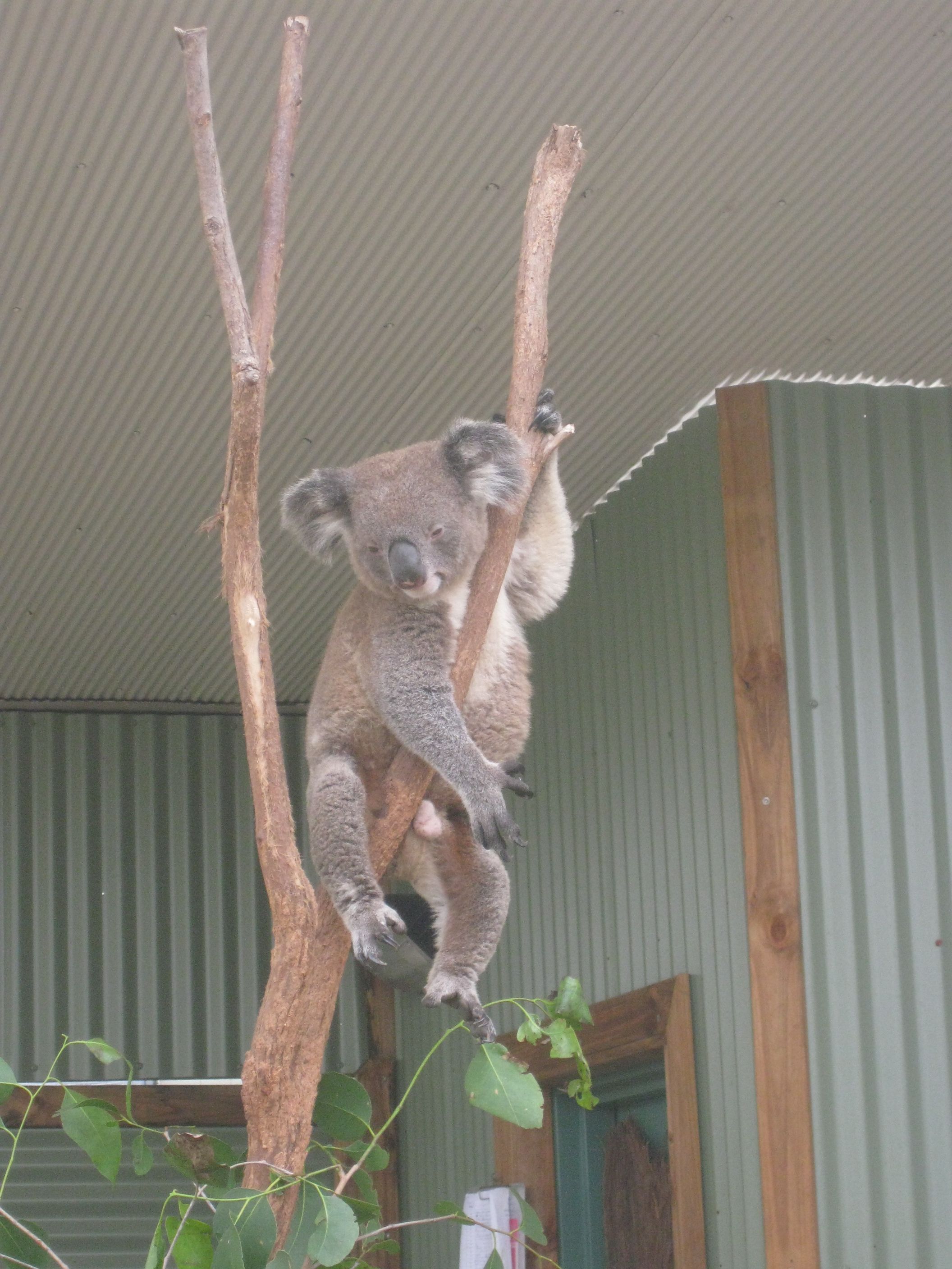 Koara in Sydney, March 2010